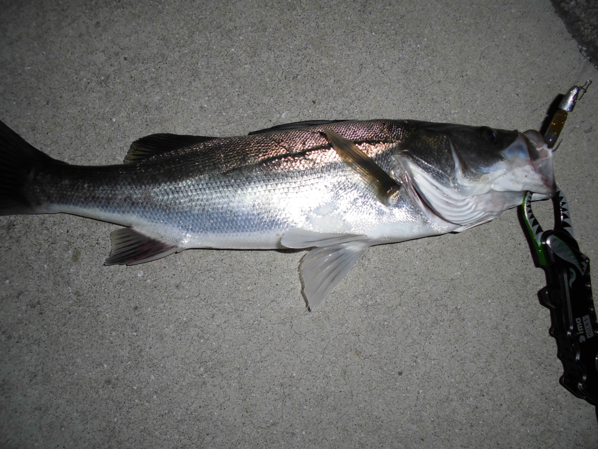 またまた鳴滝川河口にシーバス行ってきました 和歌山の釣具えさ専門店 フィッシングクリモト 釣果速報