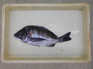 DSCN0640.JPG