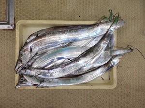 DSCN0641.JPG