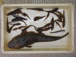 DSCN0785.JPG