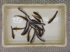 DSCN0790.JPG