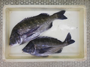 DSCN0902.JPG