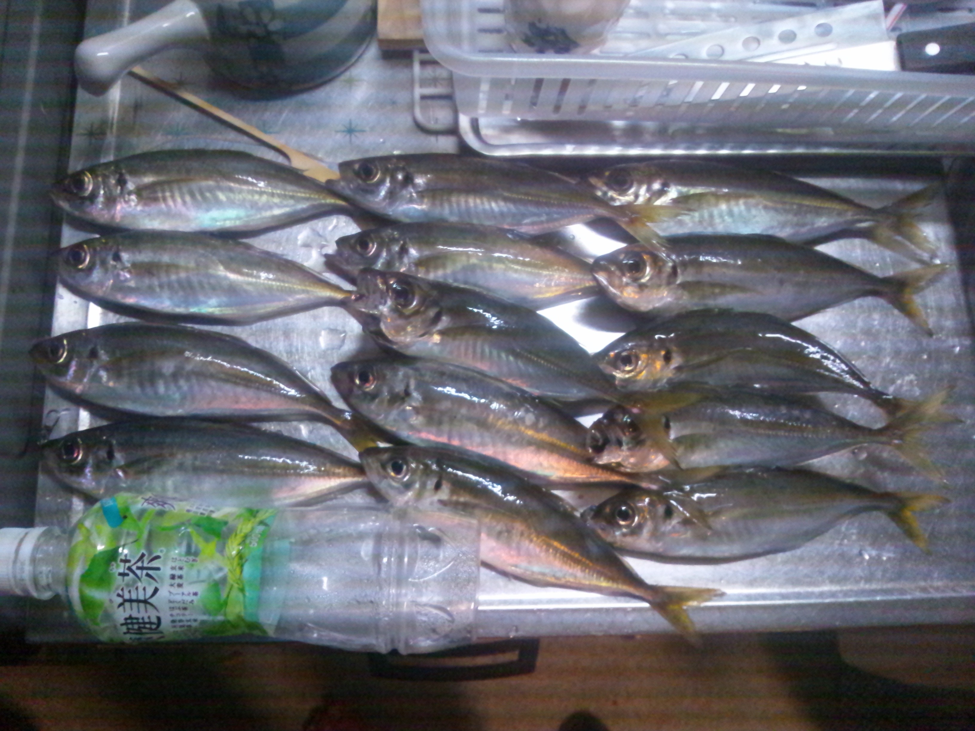 マリーナシティ大波止にてカゴ釣りでの釣果です 和歌山の釣具えさ専門店 フィッシングクリモト 釣果速報