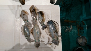 line_1539777034613.jpg